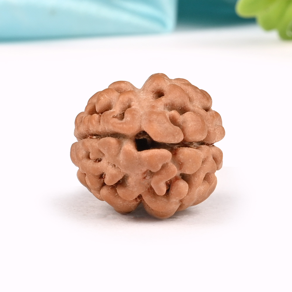 Rare 2 Mukhi from Nepal - CXLIV