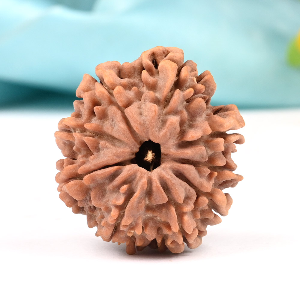 9 Mukhi from Nepal Large - XCI