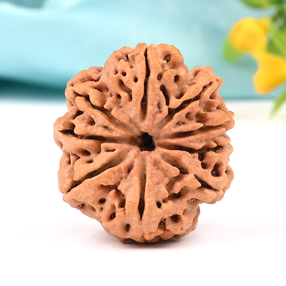 Collector 9 Mukhi from Nepal - CLXXXIII