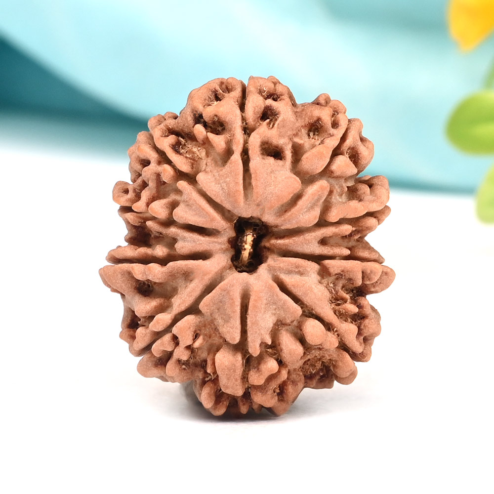 10 Mukhi from Nepal Large - CXXXVIII