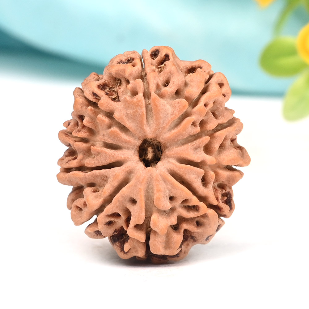 10 Mukhi from Nepal Large - CXL
