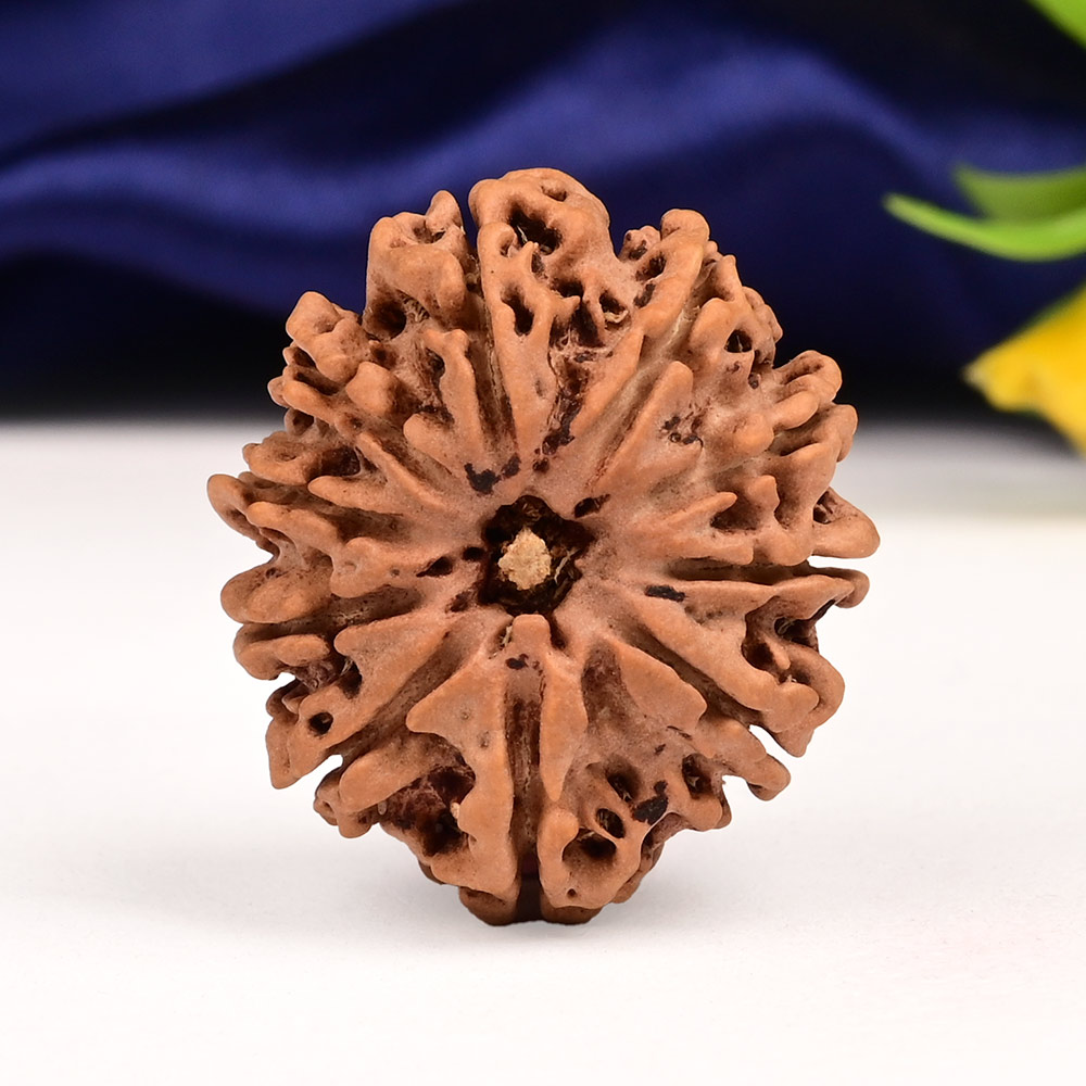 10 Mukhi from Nepal Large - CXLI