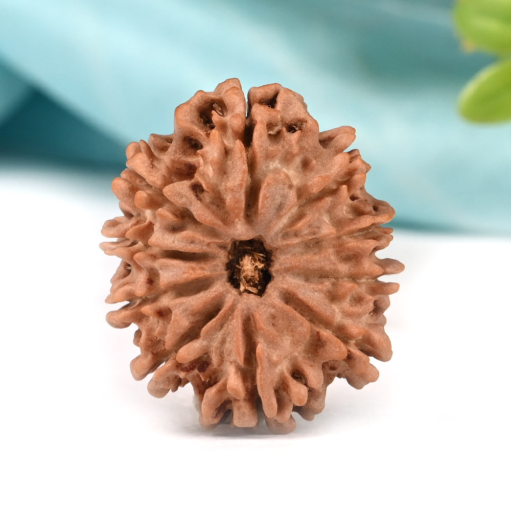 Collector 10 Mukhi from Nepal - L
