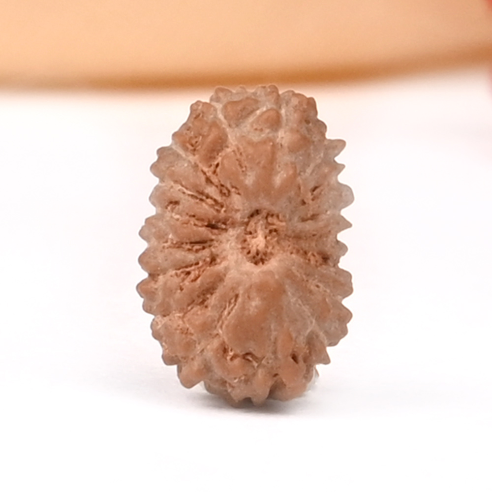 17 Mukhi from Java Indonesia Small - CLXXXIV