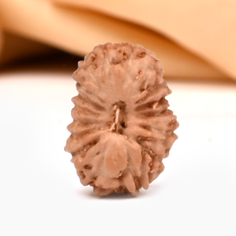 17 Mukhi from Java Indonesia Small - CLXXXV