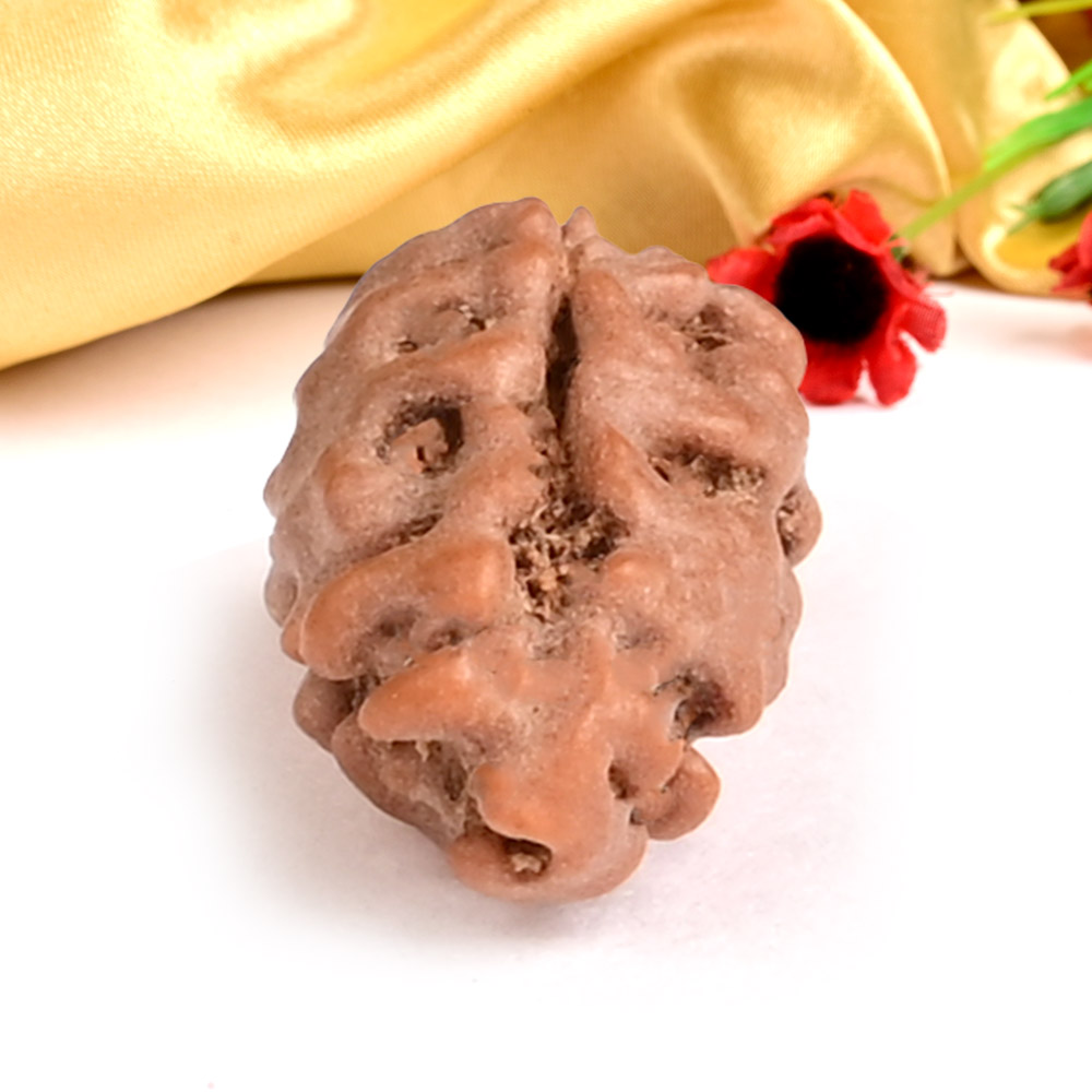 Collector 1 Mukhi from Java Indonesia