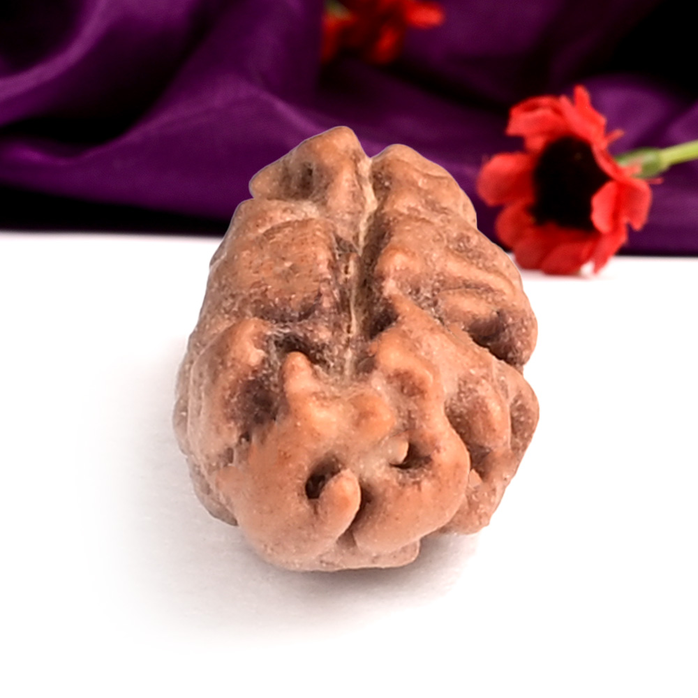 Collector 1 Mukhi from Java Indonesia