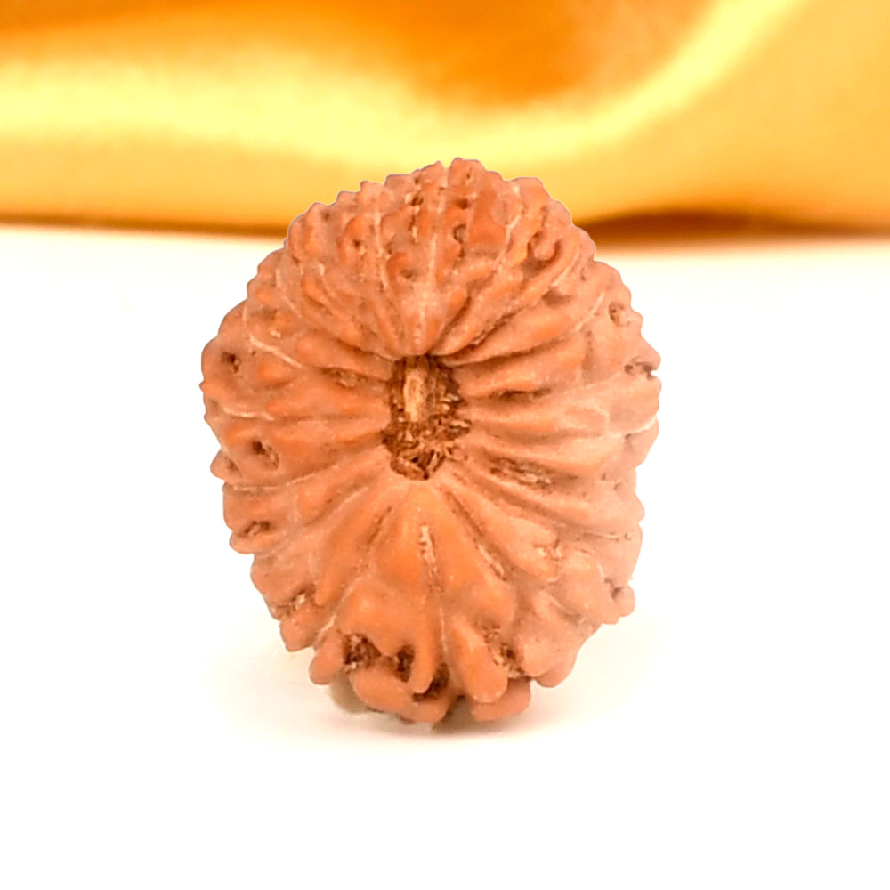 18 Mukhi from Java Indonesia Small - CLXXI