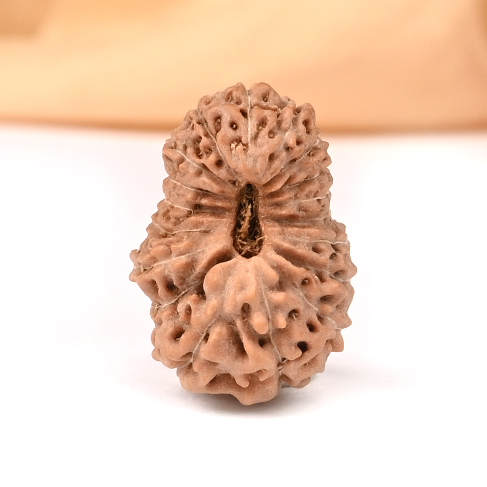 18 Mukhi from Java Indonesia - LXXXIV