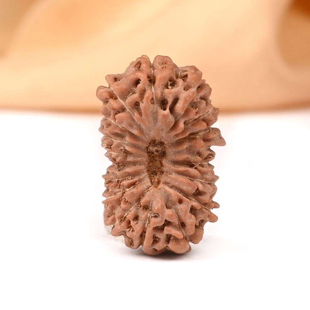 18 Mukhi from Java Indonesia - LXXXVI