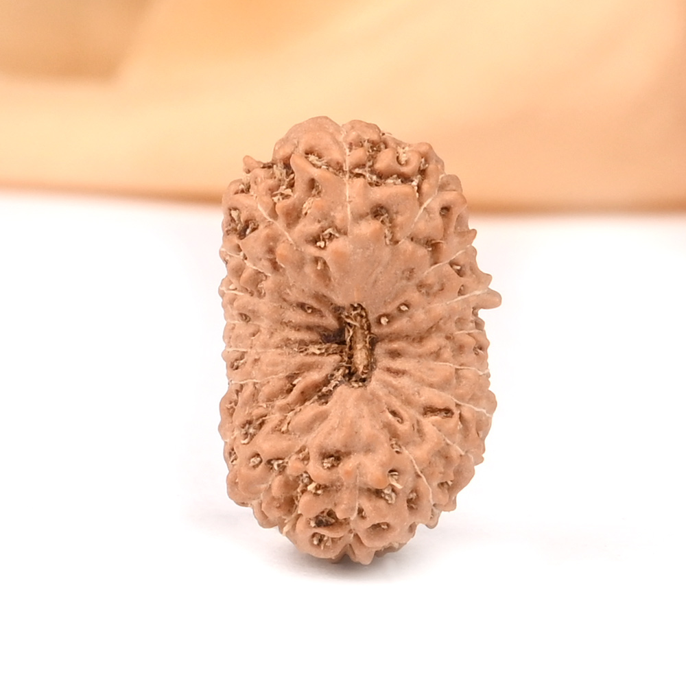 18 Mukhi from Java Indonesia - LXXXVII