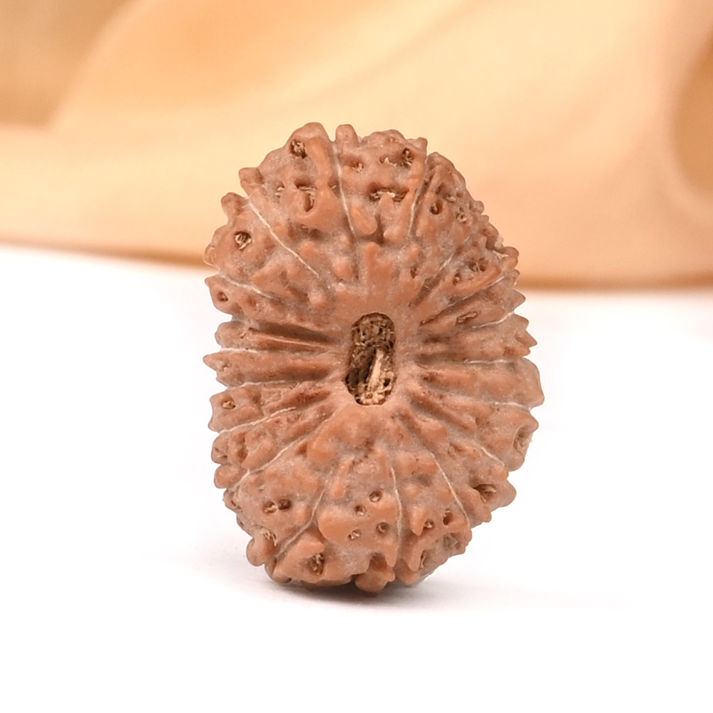 18 Mukhi from Java Indonesia Large - LXXXI