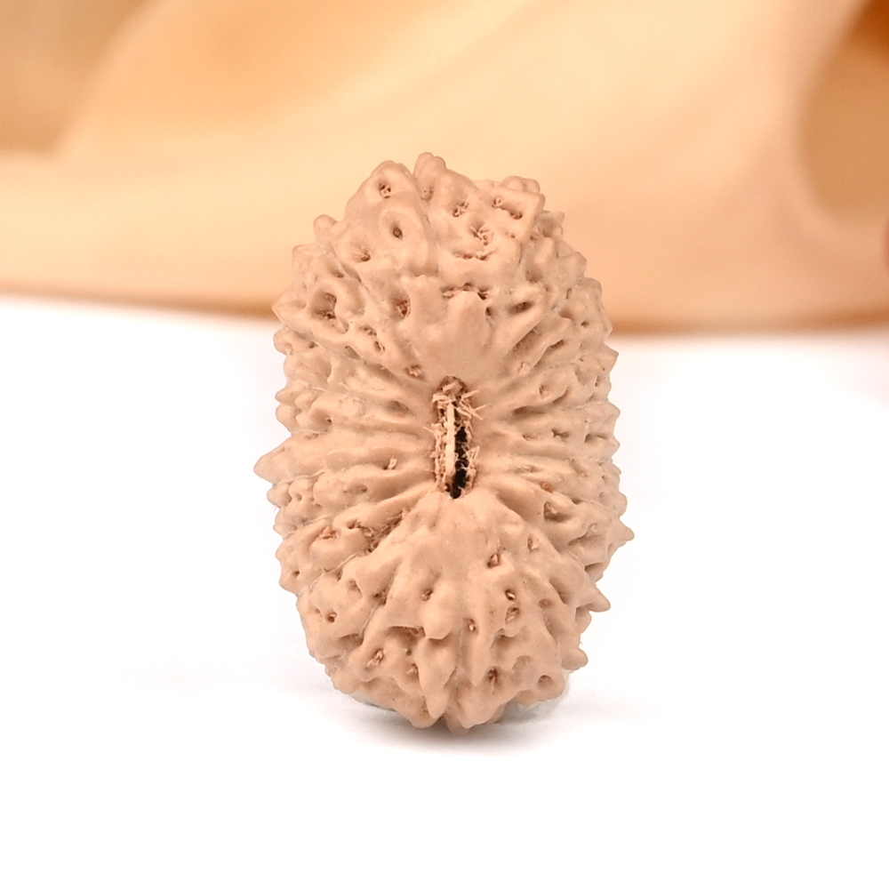 18 Mukhi from Java Indonesia Large - LXXXII