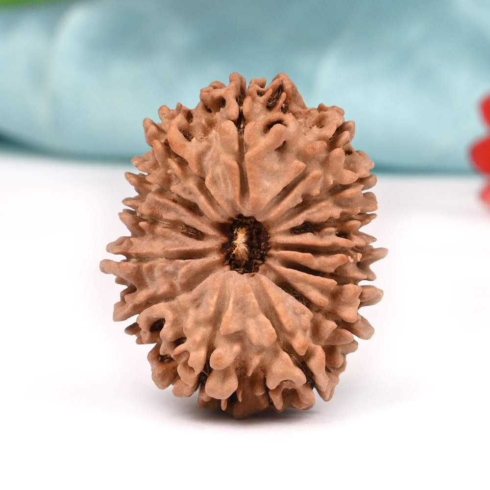 14 Mukhi from Nepal Large - LXXXIX