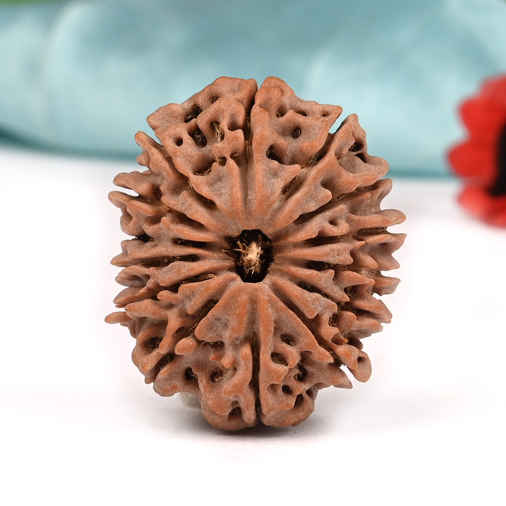 14 Mukhi from Nepal Large - LXXXVII