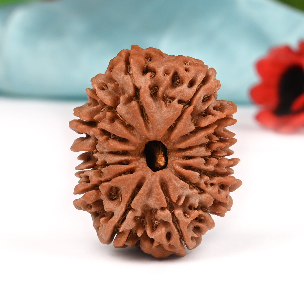 14 Mukhi from Nepal Large - LXXXVI
