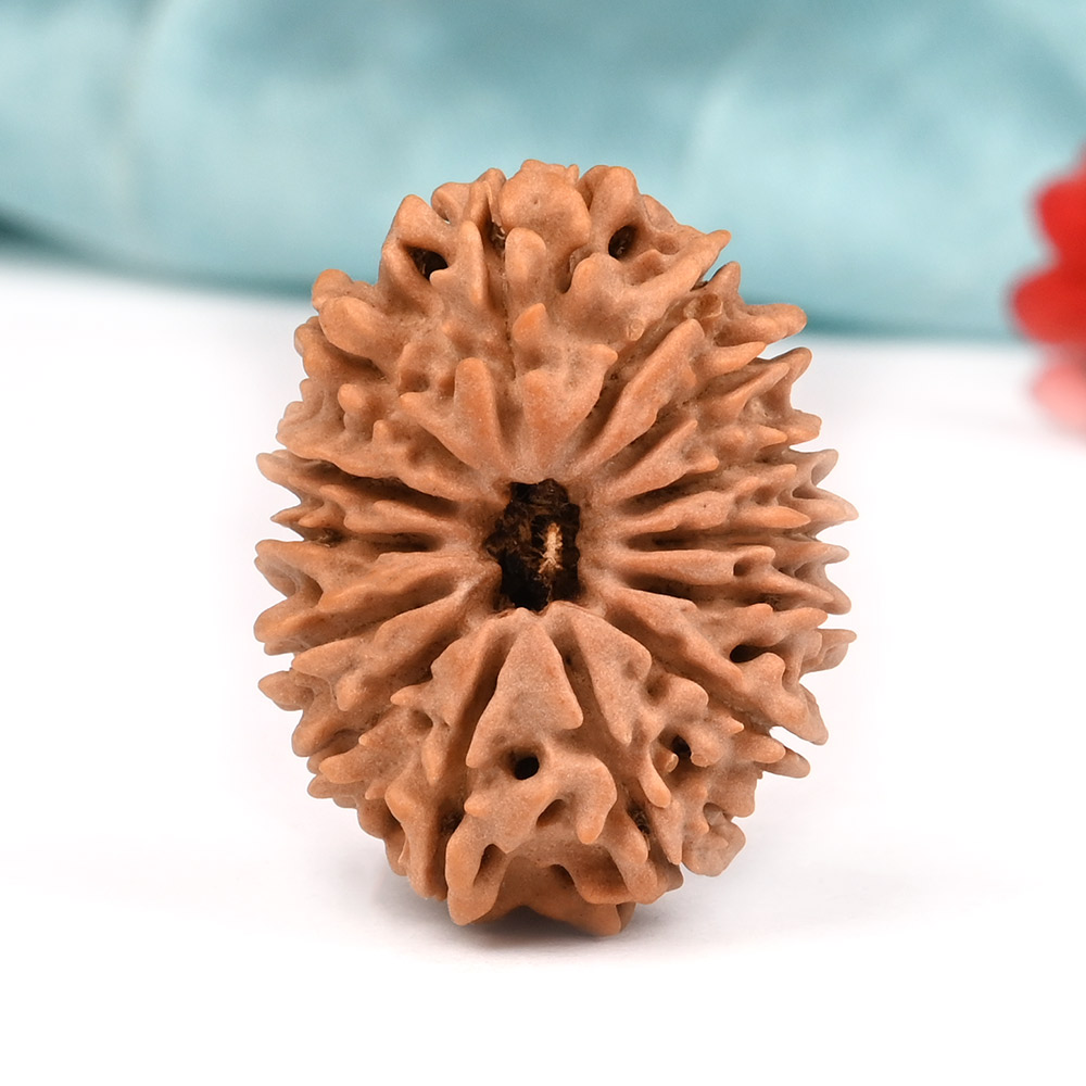 14 Mukhi from Nepal Large - LXIX