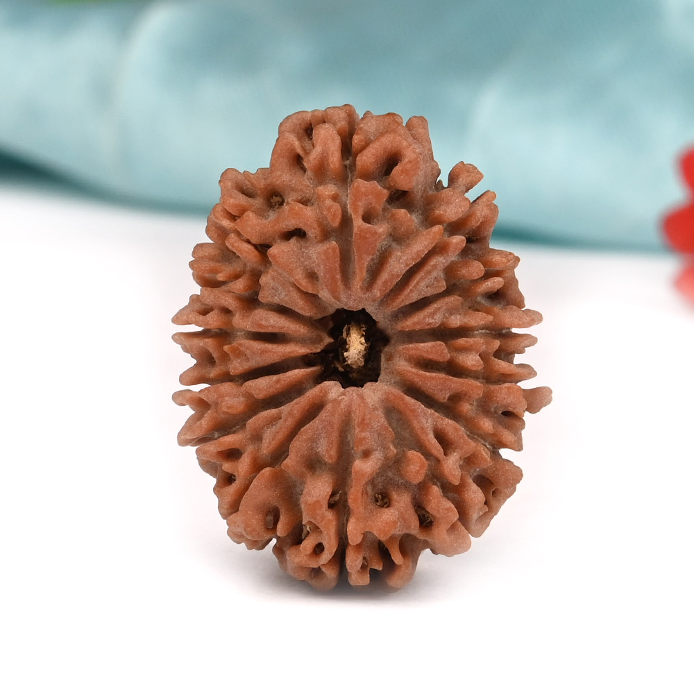 14 Mukhi from Nepal Large - LXX