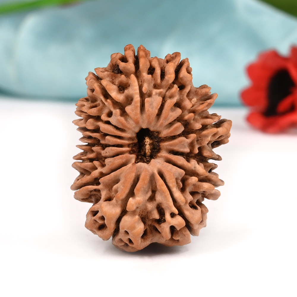 Collector 14 Mukhi from Nepal - LXXXVII