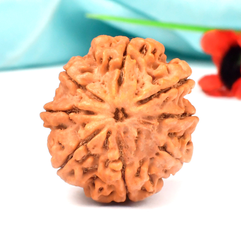 Collector 8 Mukhi from Nepal - LXIV