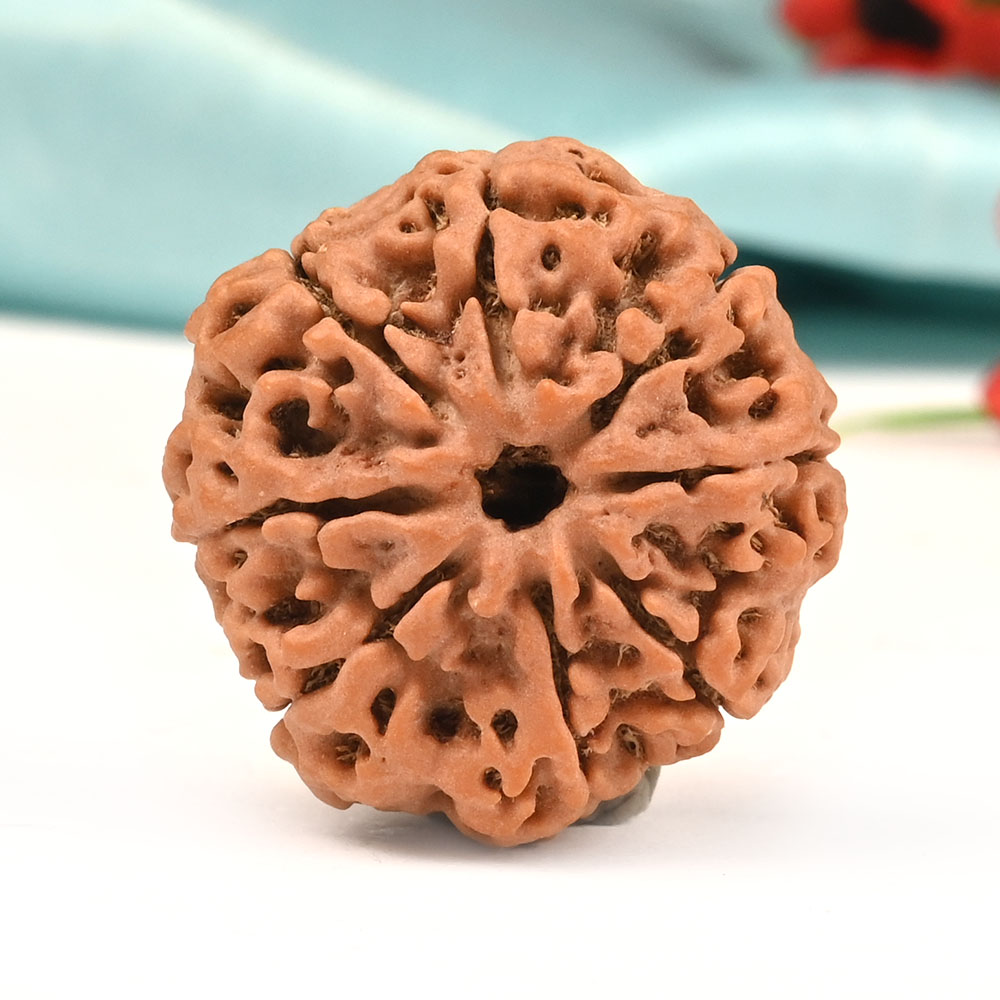 Collector 8 Mukhi from Nepal