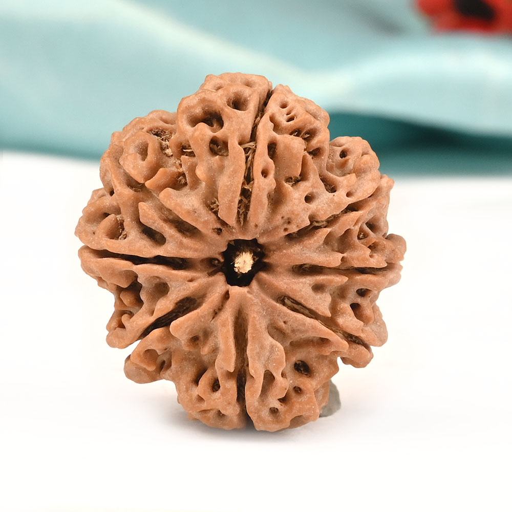 Collector 8 Mukhi from Nepal - LXVII