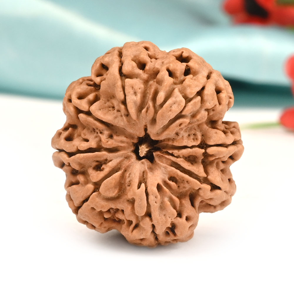 Collector 8 Mukhi from Nepal - LXIX