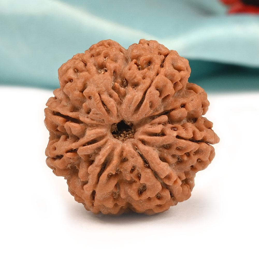Collector 8 Mukhi from Nepal - LXX