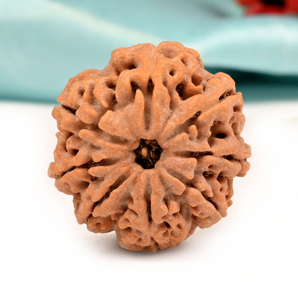 Collector 8 Mukhi from Nepal - LXXI
