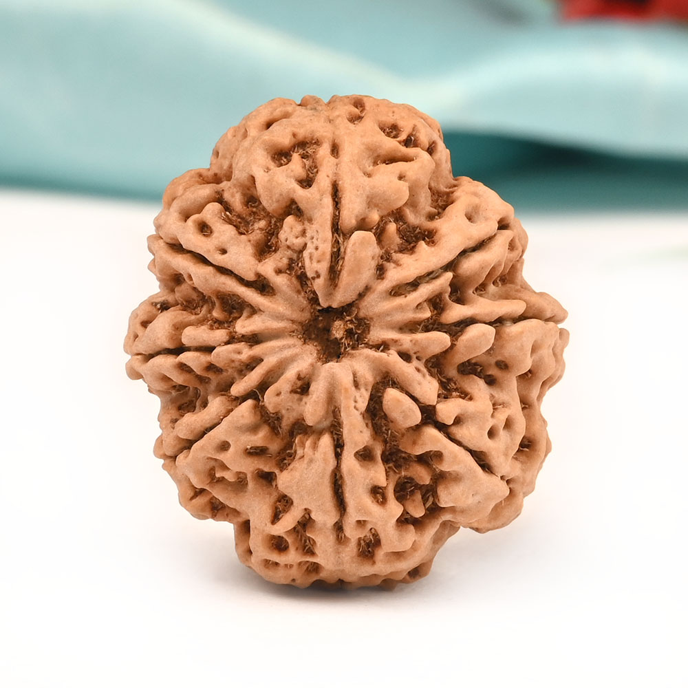 Collector 8 Mukhi from Nepal - LXXII