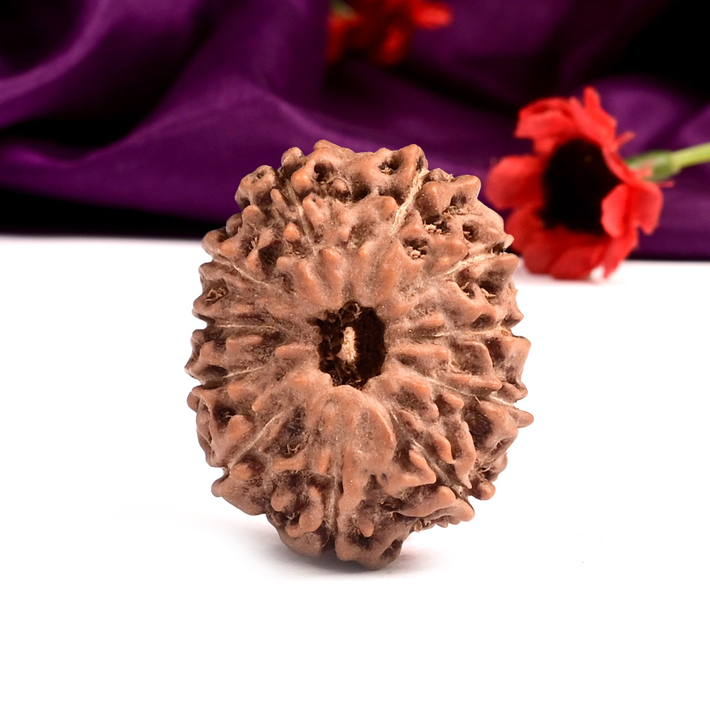 Collector 11 Mukhi from Java Indonesia