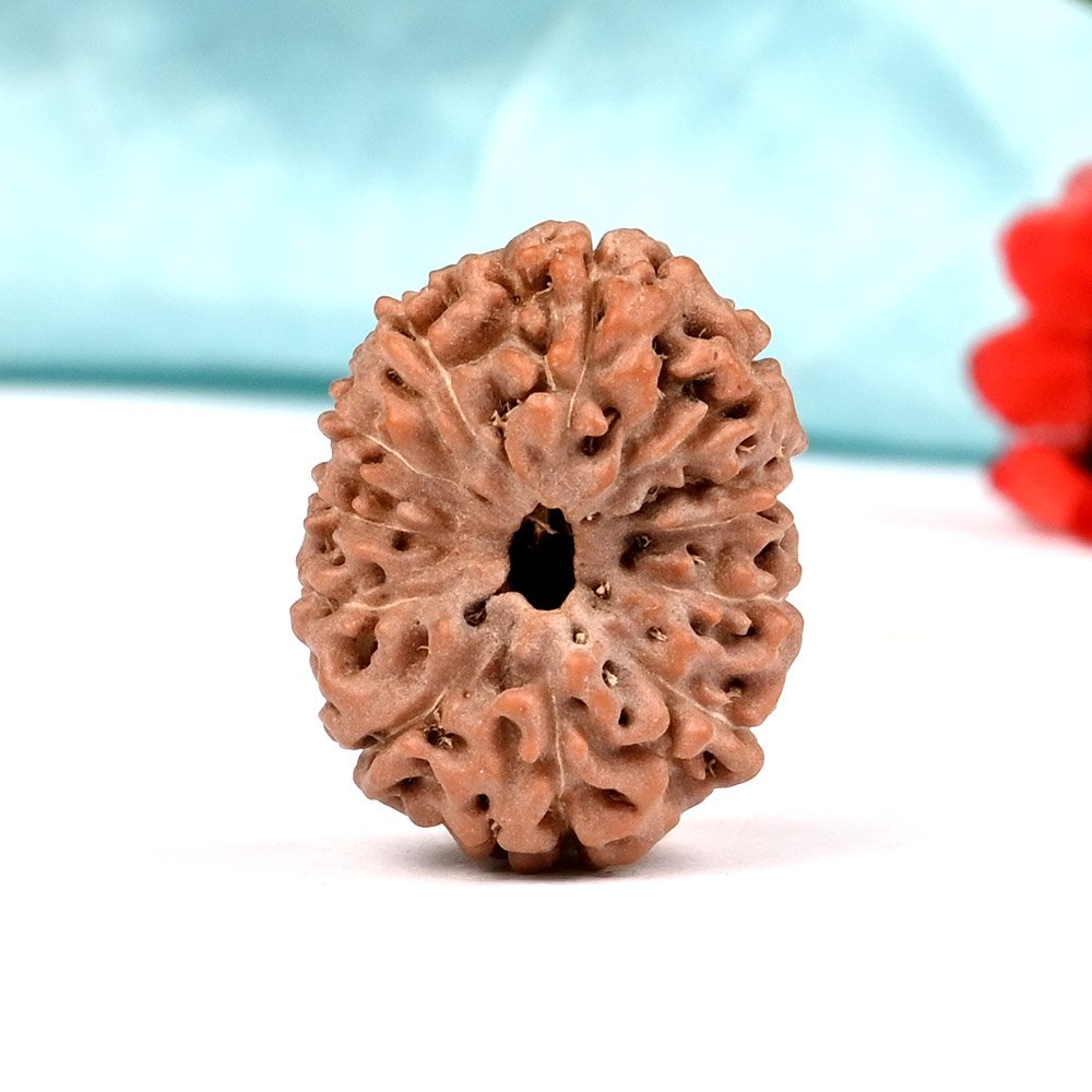 Collector 11 Mukhi from Java Indonesia - CV