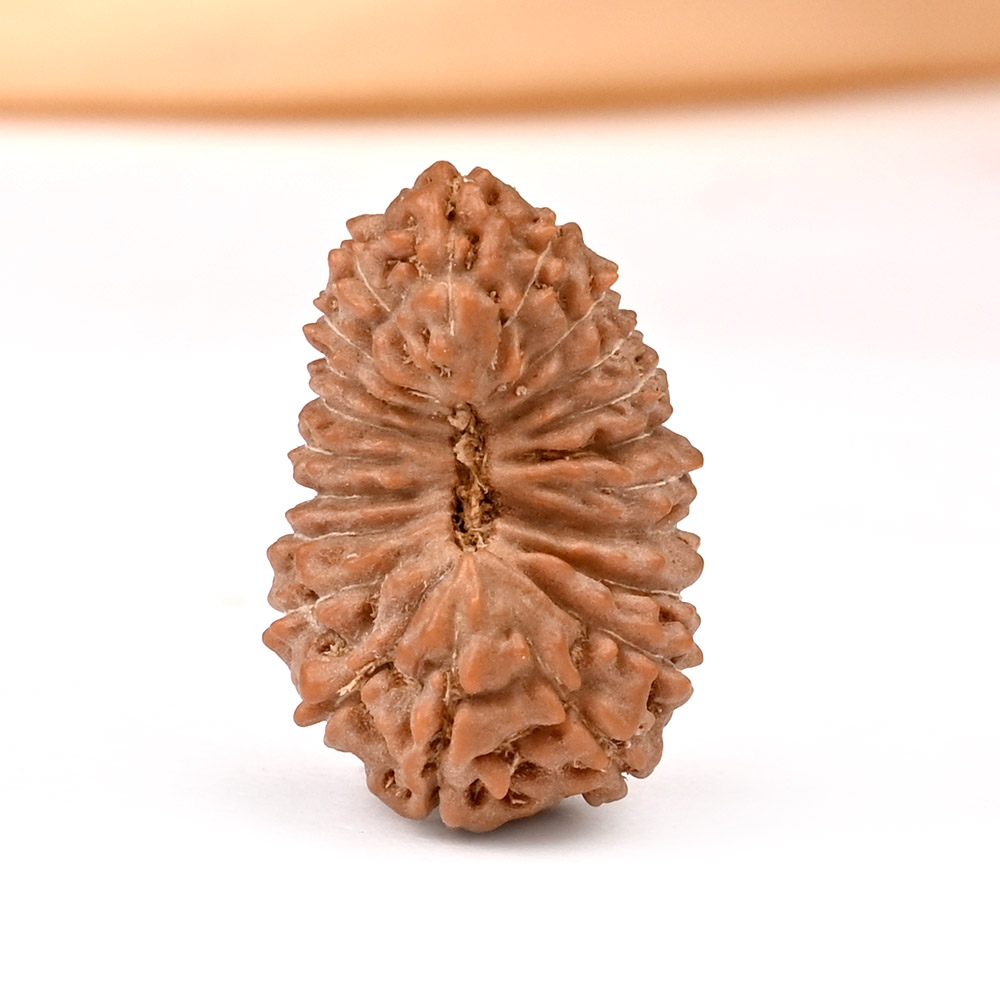 Collector 21 mukhi from Java Indonesia - LXI