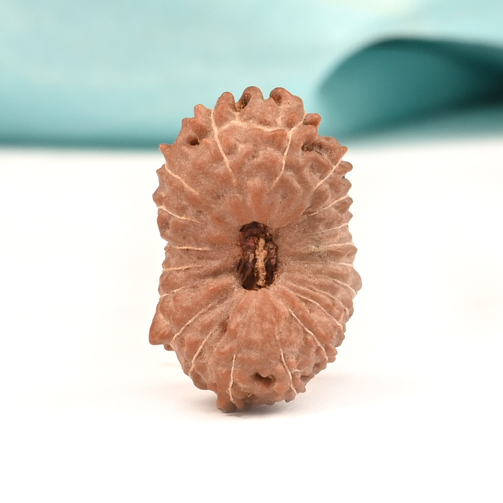 Collector 20 Mukhi from Java Indonesia - XXIX