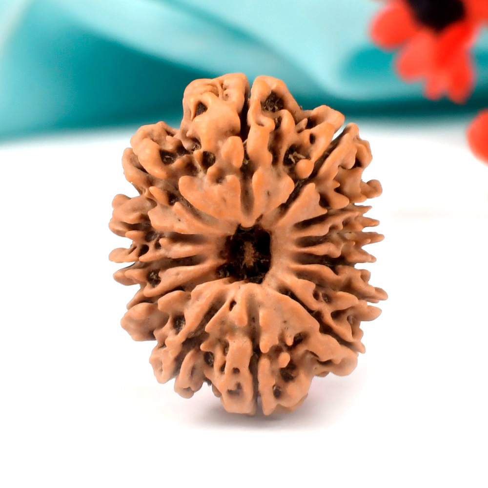 13 Mukhi from Nepal - CLXXXI