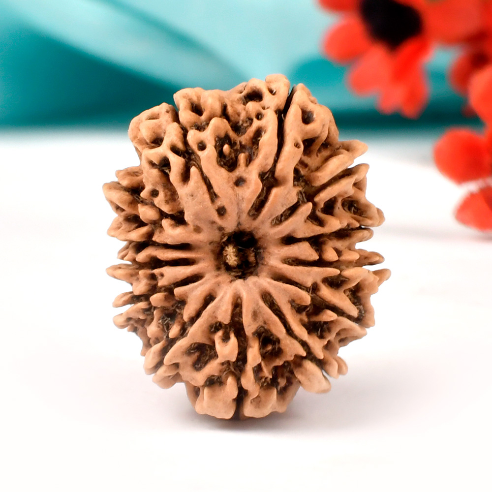 13 Mukhi from Nepal - CLXXXIII