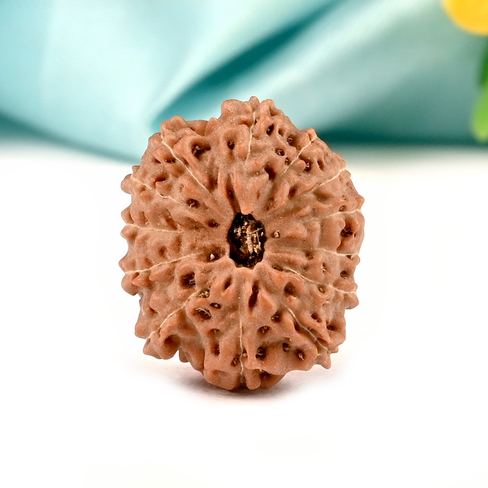 13 Mukhi from Java Indonesia Large