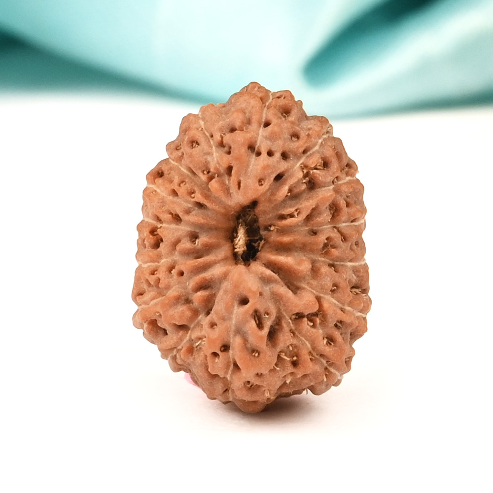 15 Mukhi from Java Indonesia