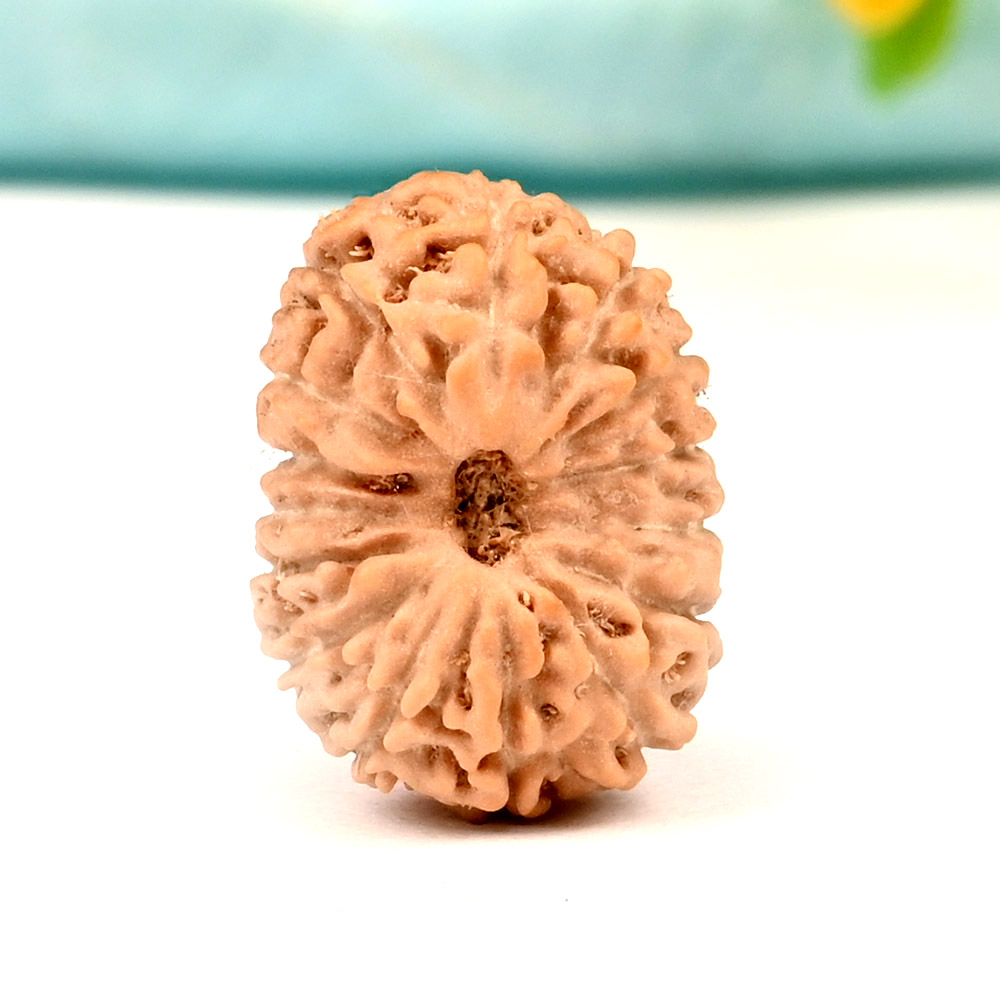 15 Mukhi from Java Indonesia