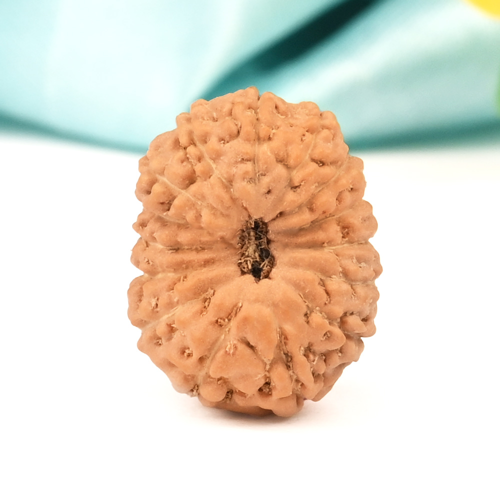 15 Mukhi from Java Indonesia