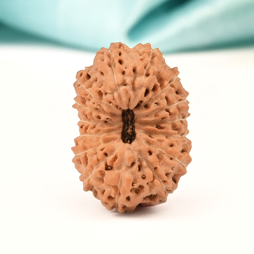 15 Mukhi from Java Indonesia