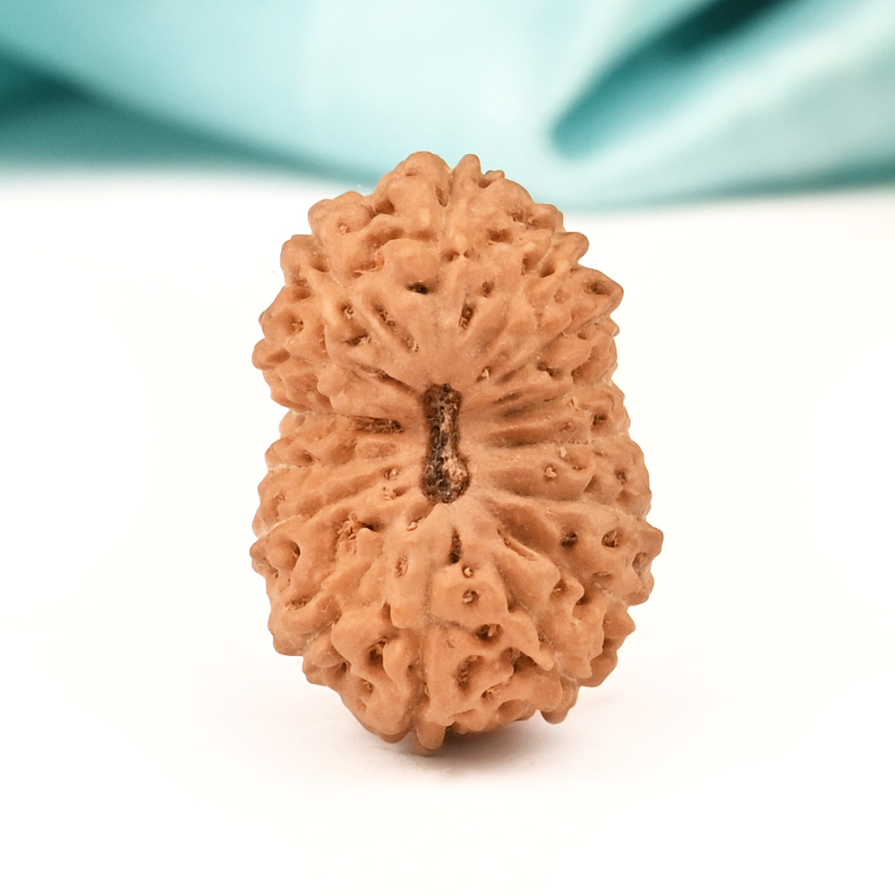 15 Mukhi from Java Indonesia