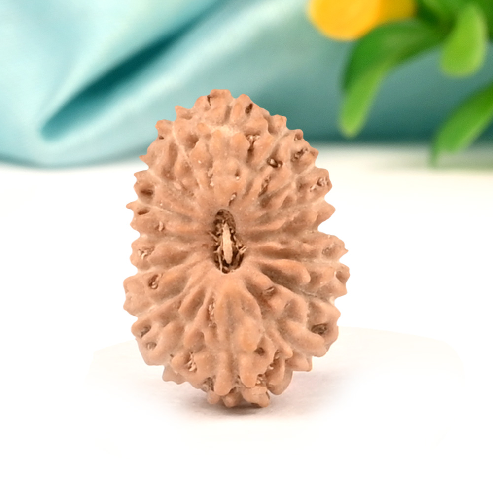 16 Mukhi from Java Indonesia Small