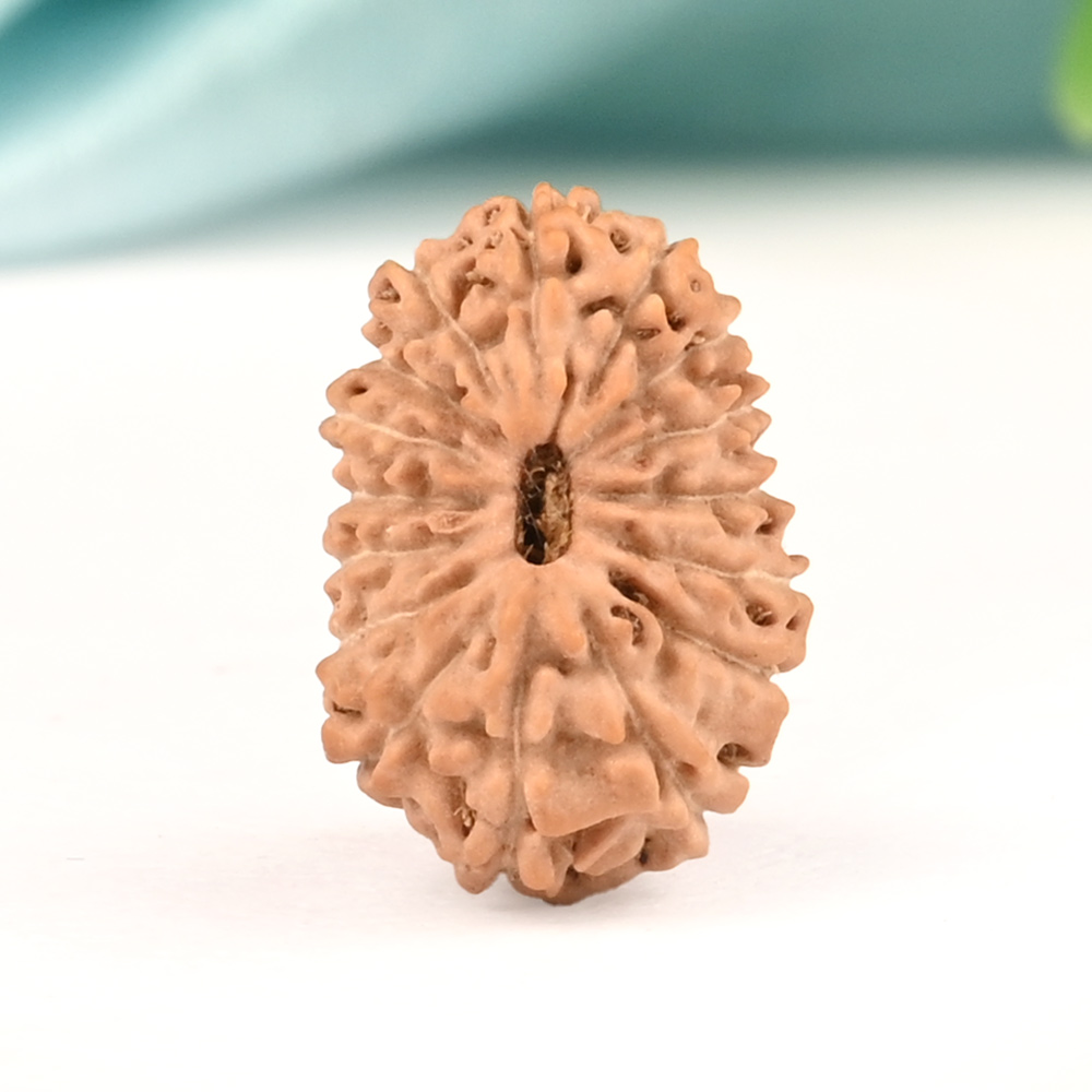 16 Mukhi from Java Indonesia Small