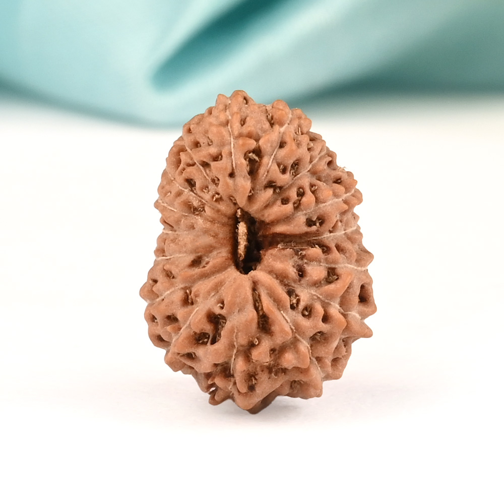 16 Mukhi from Java Indonesia Small