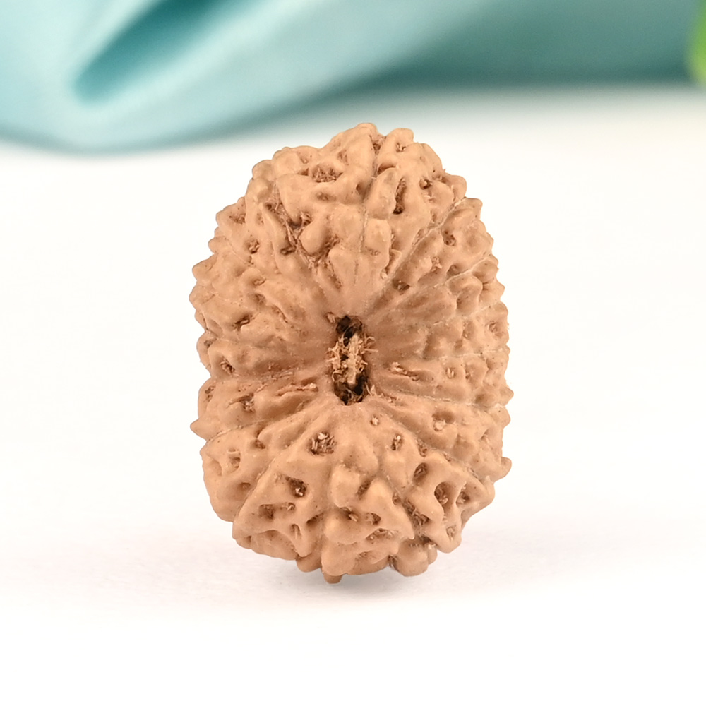 16 Mukhi from Java Indonesia Small