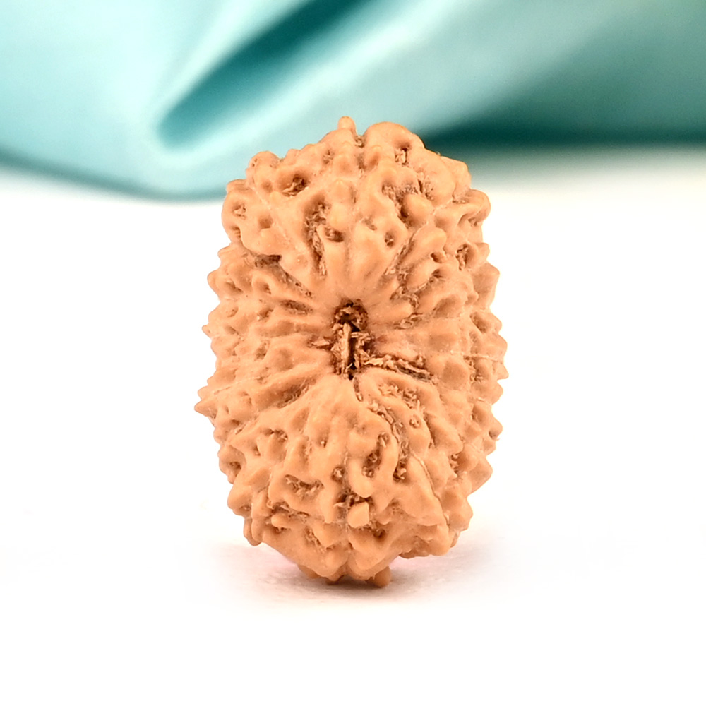 16 Mukhi from Java Indonesia