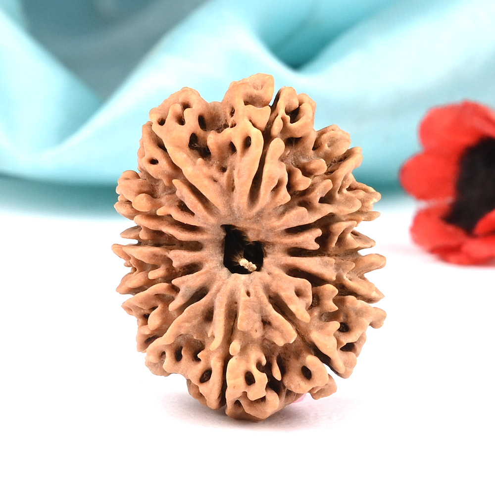 12 Mukhi from Nepal Large