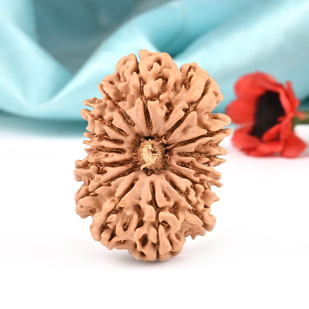 Collector 15 Mukhi from Nepal