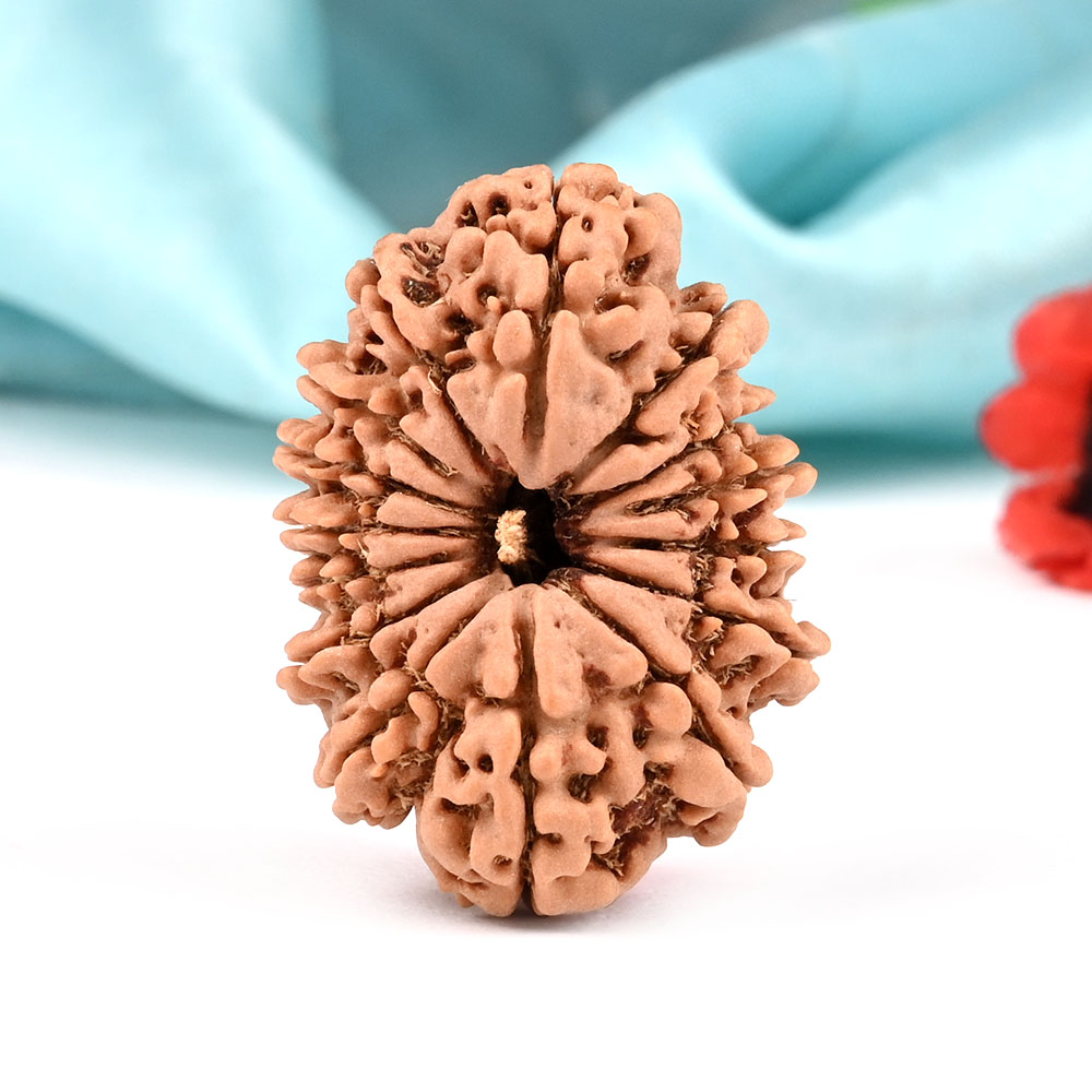 Collector 15 Mukhi from Nepal